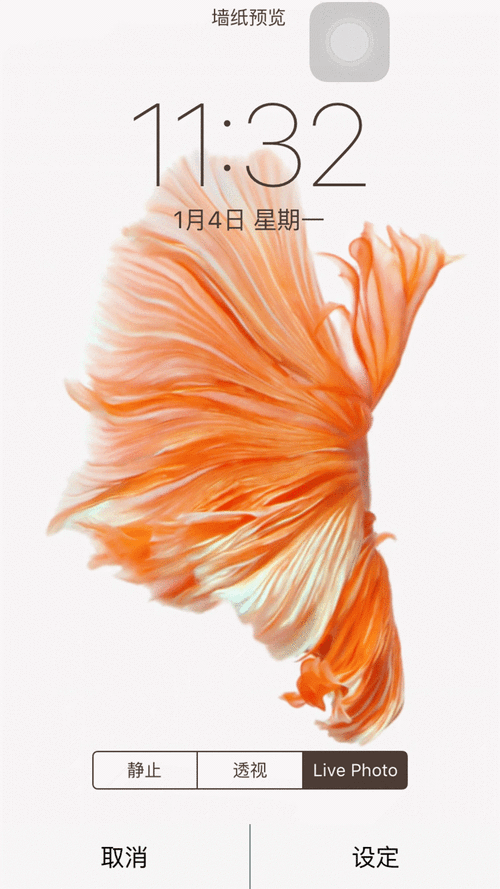 如何在手機上設置動態壁紙（手機動態壁紙怎么設置） 如何在手機上設置動態壁紙（手機動態壁紙怎么設置） 龍魚百科 第9張