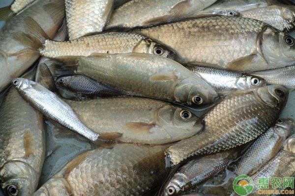 虎斑恐龍魚繁殖后如何護理魚卵（斑恐龍魚繁殖后如何護理魚卵） 虎斑恐龍魚繁殖后如何護理魚卵（斑恐龍魚繁殖后如何護理魚卵） 龍魚百科 第10張
