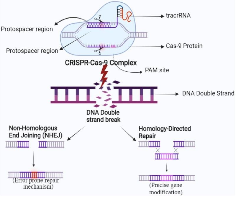 基因組編輯技術是如何工作的？（crispr-cas9基因組編輯技術原理）