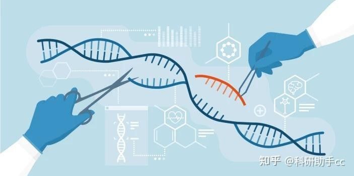 基因組編輯技術是如何工作的？（crispr-cas9基因組編輯技術原理）