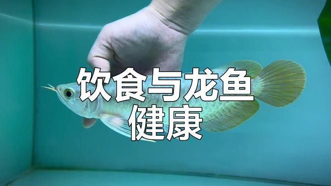 龍魚恢復期可以喂食嗎（龍魚恢復期喂養規則） 龍魚恢復期可以喂食嗎（龍魚恢復期喂養規則） 龍魚百科 第1張