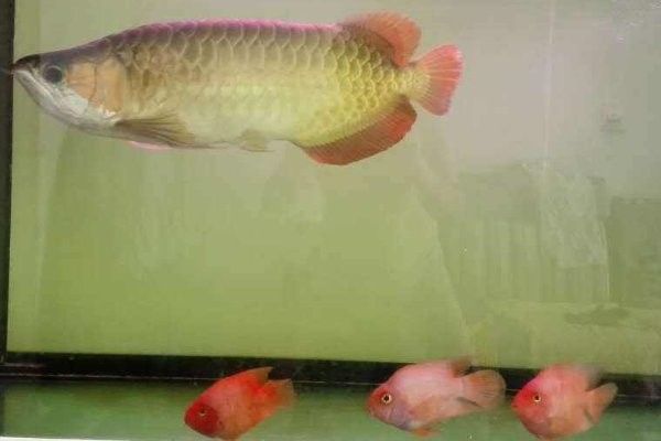 如何鑒別橘紅龍魚的雌雄？（如何判斷橘紅龍魚的雌雄？）