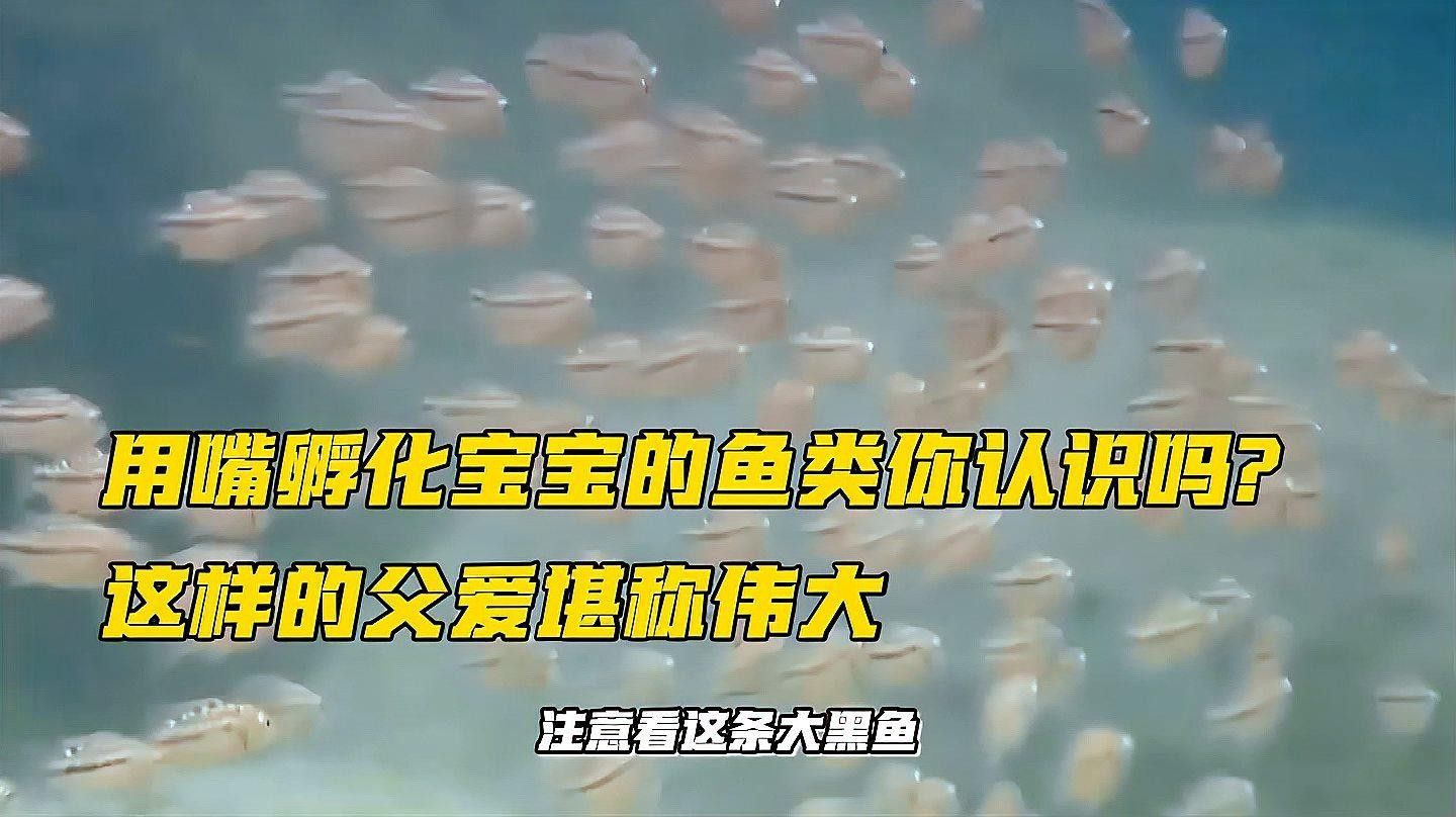 雄魚會一直照顧幼魚嗎？（關于雄魚是否始終照顧幼魚的問題） 雄魚會一直照顧幼魚嗎？（關于雄魚是否始終照顧幼魚的問題） 龍魚百科 第1張