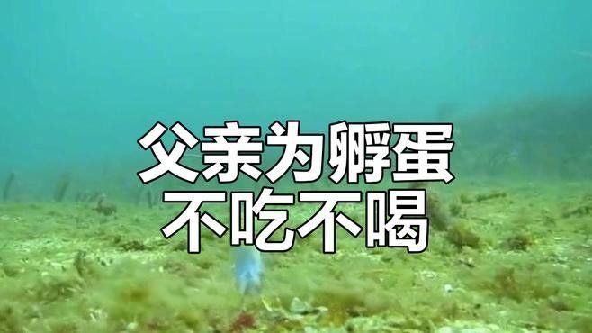 雄魚會一直照顧幼魚嗎？（關于雄魚是否始終照顧幼魚的問題） 雄魚會一直照顧幼魚嗎？（關于雄魚是否始終照顧幼魚的問題） 龍魚百科 第2張