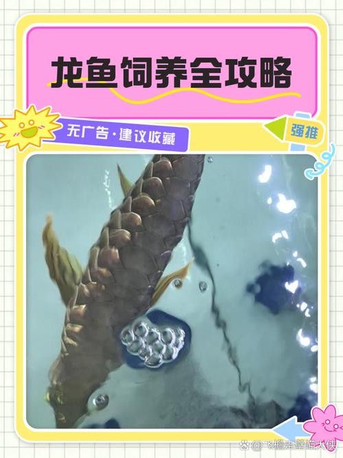 大金萬龍魚飼養注意事項(大金萬龍魚飼養的十個常見問題與解決方法與解決方法) 龍魚百科 第14張 大金萬龍魚飼養注意事項(大金萬龍魚飼養的十個常見問題與解決方法與解決方法) 大金萬龍魚飼養注意事項(大金萬龍魚飼養的十個常見問題與解決方法與解決方法) 龍魚百科 第14張
