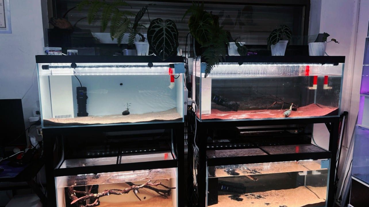 高邑哪個水族館龍魚好？祥龍魚場龍魚（廣州龍魚祥龍魚場紅龍怎么樣多彩生活小貼士聽） 高邑哪個水族館龍魚好？祥龍魚場龍魚（廣州龍魚祥龍魚場紅龍怎么樣多彩生活小貼士聽） 龍魚百科 第3張