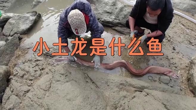 淡水土龍魚有哪些品種（土龍和鰻魚有什么區別，土龍魚有什么區別）