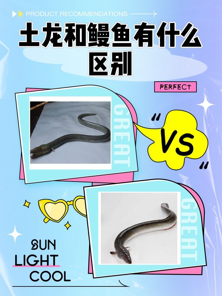 淡水土龍魚有哪些品種（土龍和鰻魚有什么區別，土龍魚有什么區別）