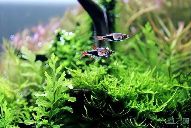 虎紋恐龍魚不吃食物會死嗎（恐龍魚不吃食物會死嗎）
