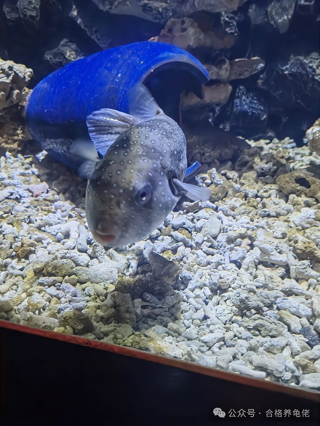 壽光市百年龍魚水族館的口碑如何（壽光市百年龍魚水族館）