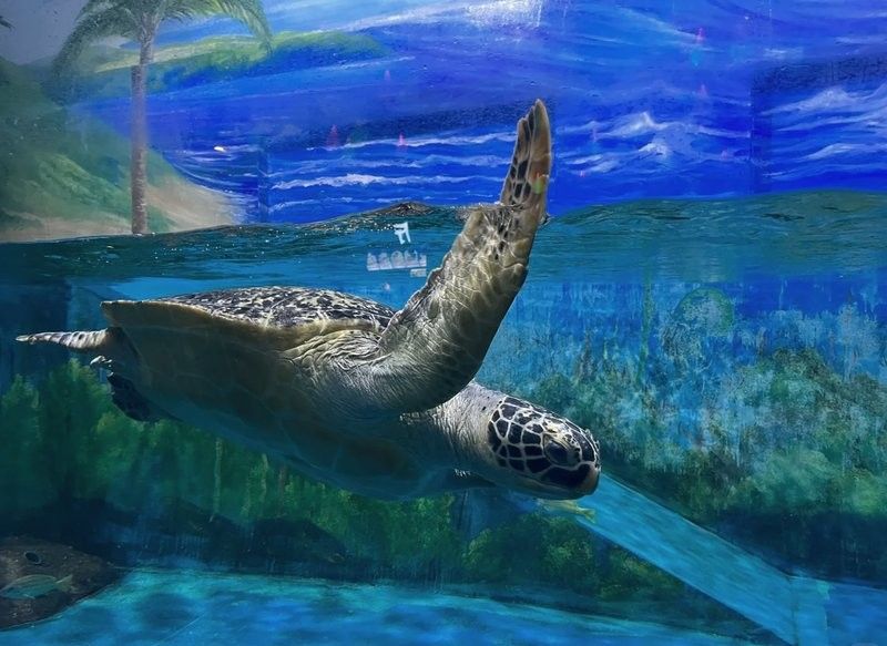 壽光市百年龍魚水族館的口碑如何（壽光市百年龍魚水族館）