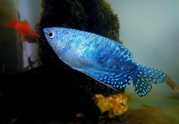 藍曼龍魚壽命有多長（曼龍魚的壽命一般多長時間）