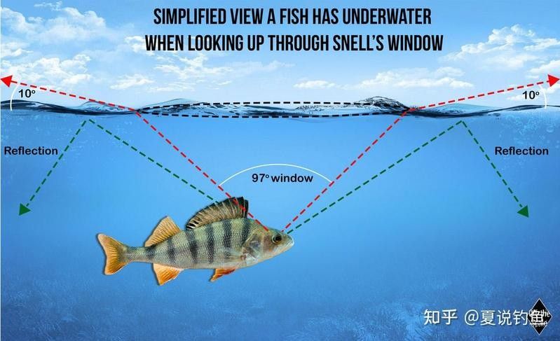 如何區分海水魚和淡水魚（如何區分海水魚和淡水魚？） 如何區分海水魚和淡水魚（如何區分海水魚和淡水魚？） 龍魚百科 第2張