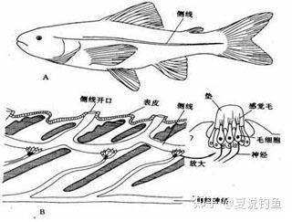 如何區分海水魚和淡水魚（如何區分海水魚和淡水魚？） 如何區分海水魚和淡水魚（如何區分海水魚和淡水魚？） 龍魚百科 第3張