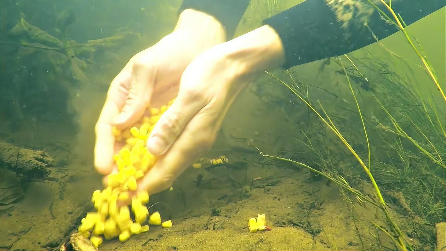 如何判斷魚兒是否咬鉤？（如何判斷魚兒是否已經(jīng)上鉤？）