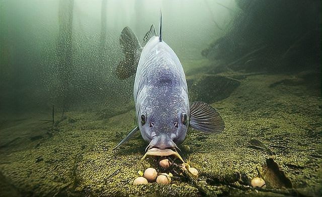 如何判斷魚兒是否咬鉤？（如何判斷魚兒是否已經(jīng)上鉤？）