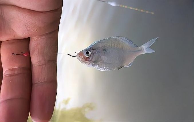 如何判斷魚兒是否咬鉤？（如何判斷魚兒是否已經(jīng)上鉤？）