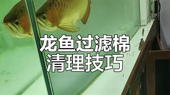 龍魚缸多久洗一次濾材（魚缸濾材多久清洗一次）