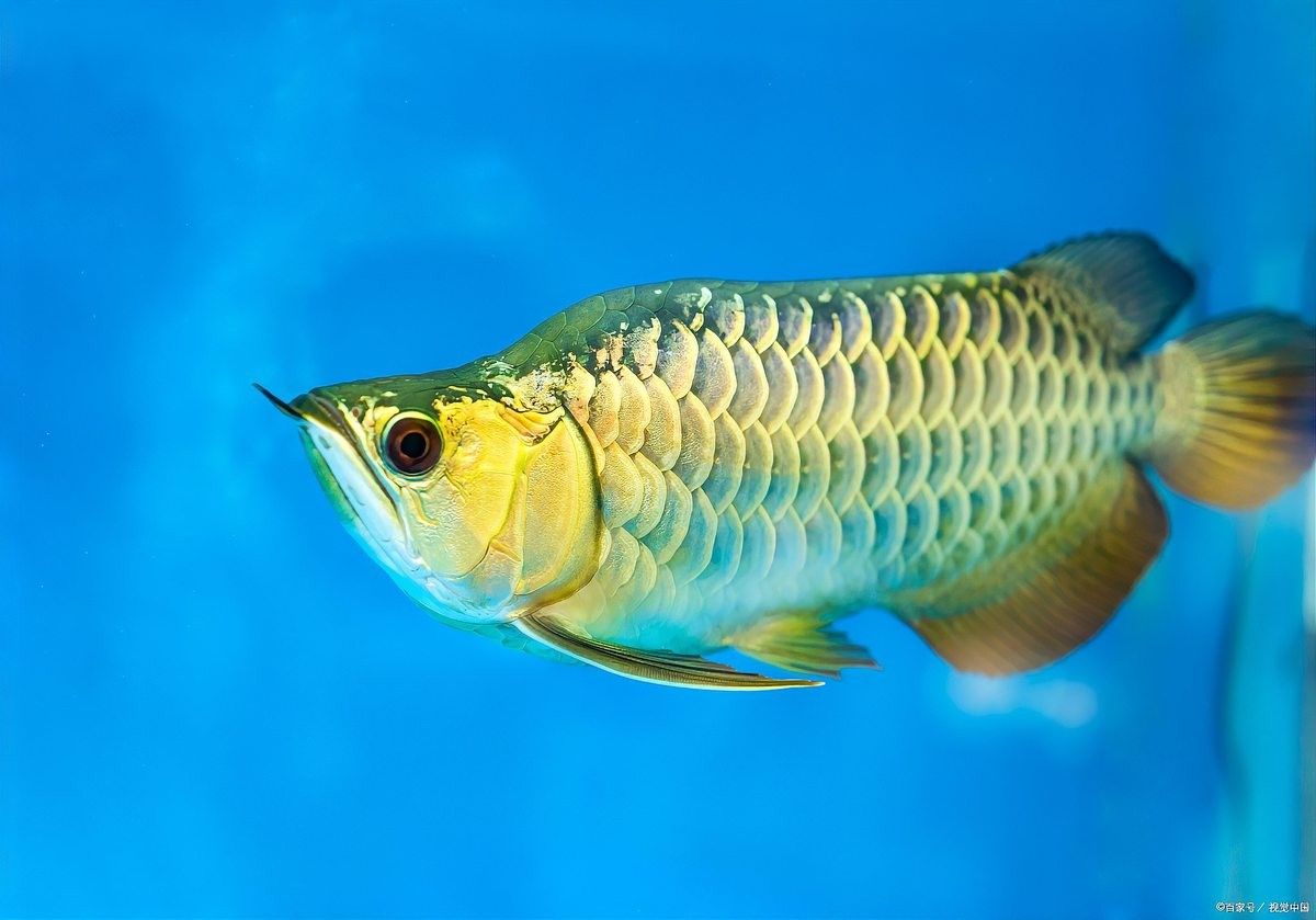 金龍魚和虎魚混養有哪些禁忌（金龍魚和虎魚混養需要注意什么，）