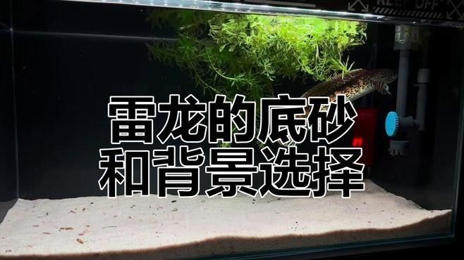 白色雷龍魚發色需要多長時間？（白色雷龍魚發色需要多長時間，）