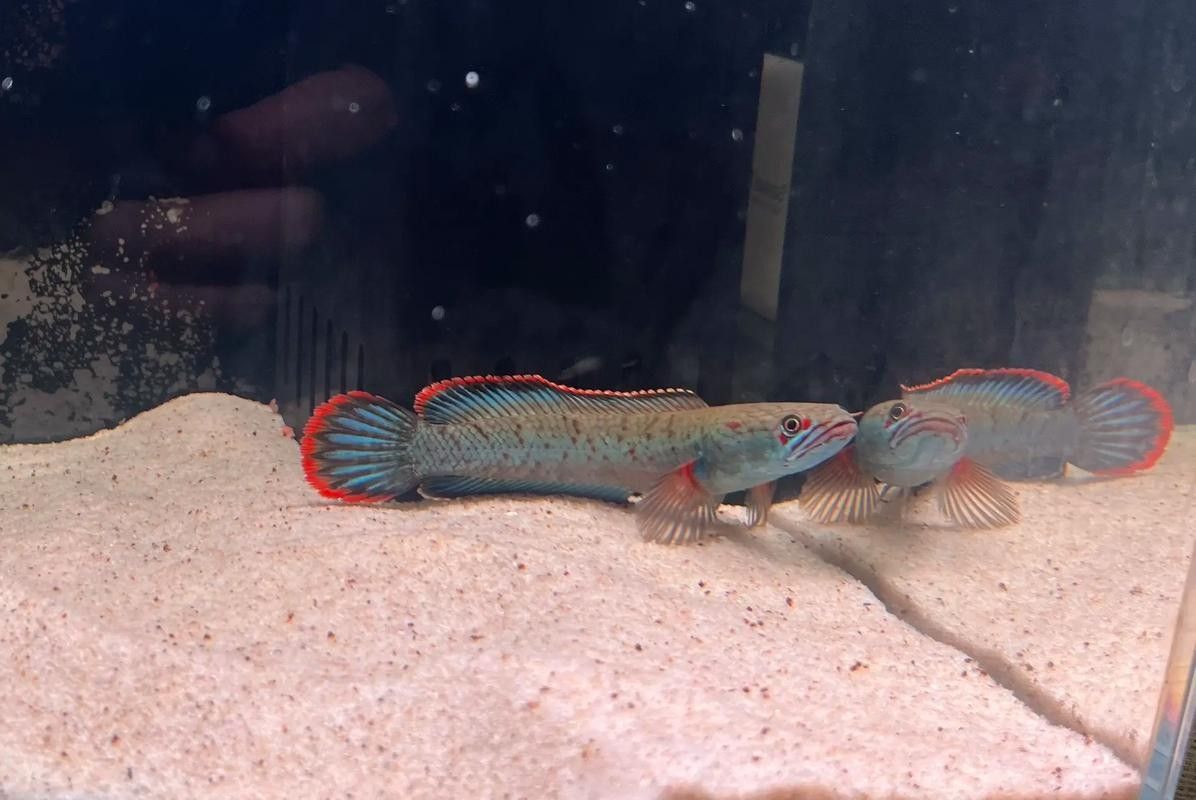 白色雷龍魚發色需要多長時間？（白色雷龍魚發色需要多長時間，）