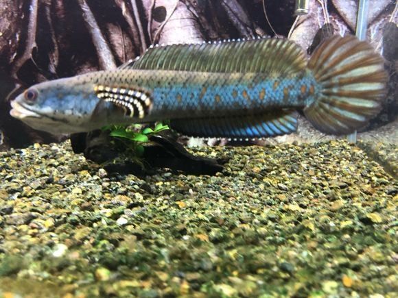 白色雷龍魚發色需要多長時間？（白色雷龍魚發色需要多長時間，）