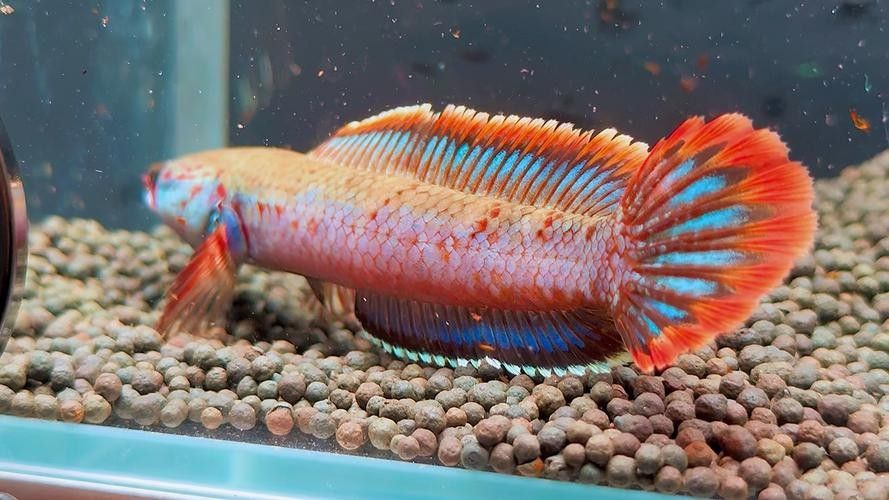 白色雷龍魚發色需要多長時間？（白色雷龍魚發色需要多長時間，）