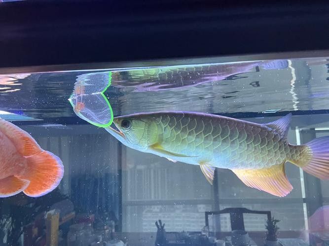 金龍魚視頻中哪一段最受歡迎？（金龍魚視頻中哪一段最受歡迎金龍魚視頻中哪個品種最受歡迎）