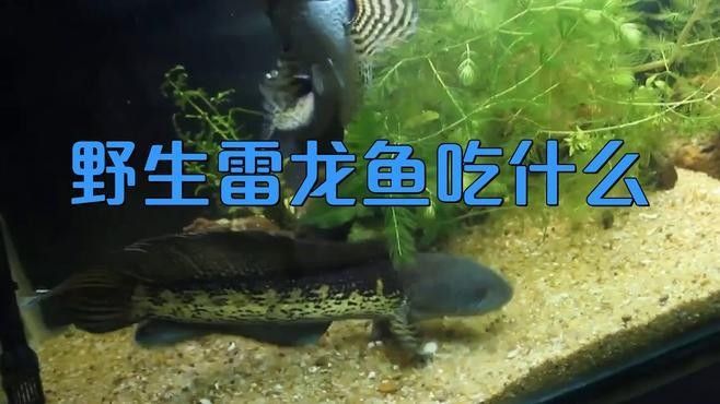 雷龍魚除了黃粉蟲還能吃什么（雷龍魚喂養指南）