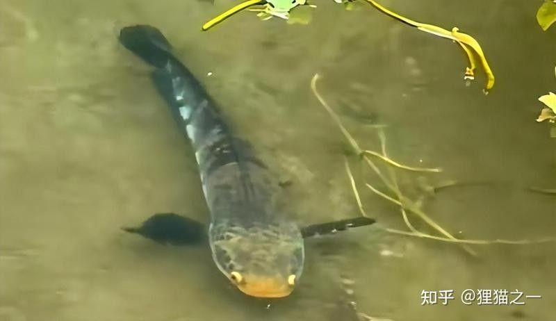 黑摩神雷龍魚能長多大？（雷龍魚能長多大）