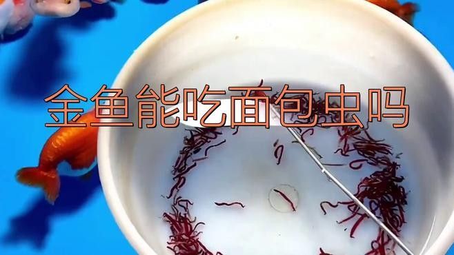 金龍魚長期吃面包蟲會怎樣（金龍魚長期吃面包蟲可能會對其健康產生一些影響）