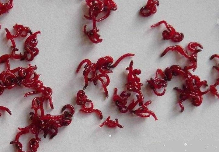 金龍魚長期吃面包蟲會怎樣（金龍魚長期吃面包蟲可能會對其健康產生一些影響）