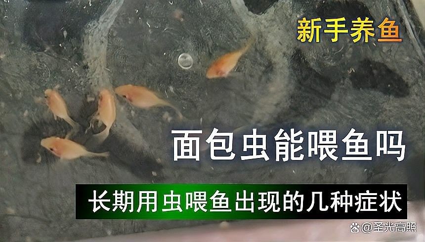 金龍魚長期吃面包蟲會怎樣（金龍魚長期吃面包蟲可能會對其健康產生一些影響）