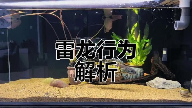 如何判斷雷龍魚是否具有攻擊性（如何判斷雷龍魚是否具有攻擊性對于魚缸中的安全至關重要）