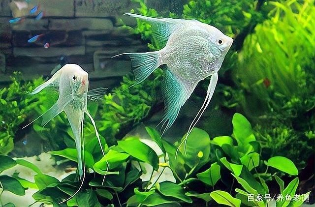 甲硝唑片治療龍魚腸炎需要停食嗎？（甲硝唑治療龍魚腸炎,停食三天效果顯著） 甲硝唑片治療龍魚腸炎需要停食嗎？（甲硝唑治療龍魚腸炎,停食三天效果顯著） 龍魚百科 第5張