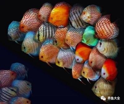 甲硝唑片治療龍魚腸炎需要停食嗎？（甲硝唑治療龍魚腸炎,停食三天效果顯著） 甲硝唑片治療龍魚腸炎需要停食嗎？（甲硝唑治療龍魚腸炎,停食三天效果顯著） 龍魚百科 第3張