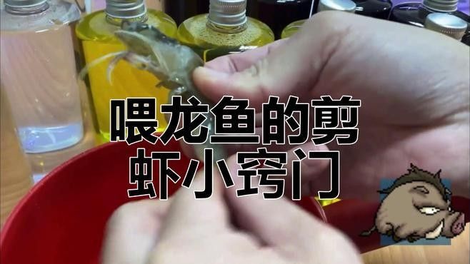 龍魚(yú)吃蝦時(shí)需要去殼嗎？（廣州龍魚(yú)祥龍魚(yú)場(chǎng)龍魚(yú)喂海蝦的害處疆途客蝦殼能吃嗎）