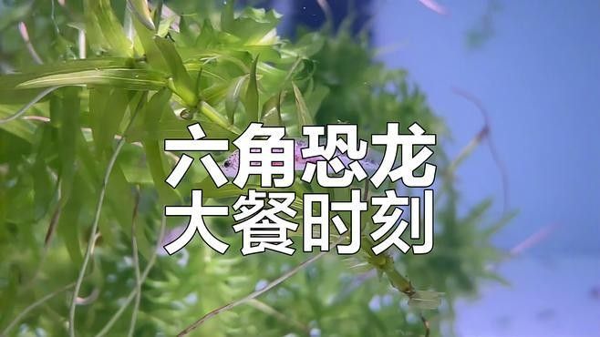 如何拍攝恐龍魚吃食的視頻？（六角恐龍魚吃食的視頻需要一些技巧和設備，你需要找到一只健康的恐龍魚）