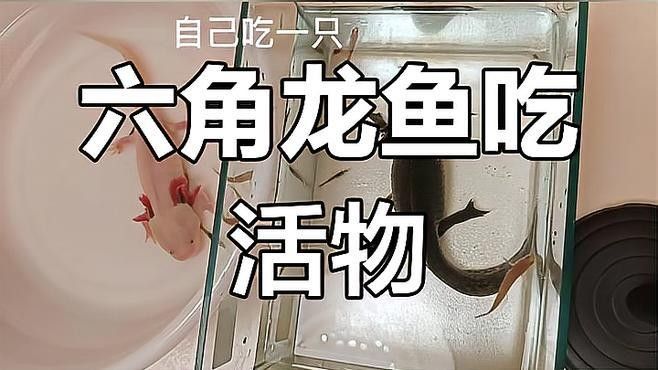 如何拍攝恐龍魚吃食的視頻？（六角恐龍魚吃食的視頻需要一些技巧和設備，你需要找到一只健康的恐龍魚）