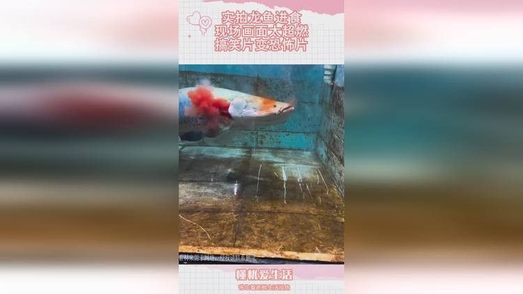 如何拍攝恐龍魚吃食的視頻？（六角恐龍魚吃食的視頻需要一些技巧和設備，你需要找到一只健康的恐龍魚）
