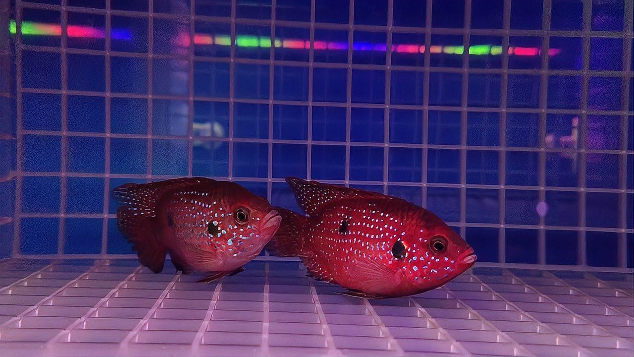 紅寶石魚繁殖期如何護理（紅寶石魚怎么養，紅寶石魚的養殖技巧）