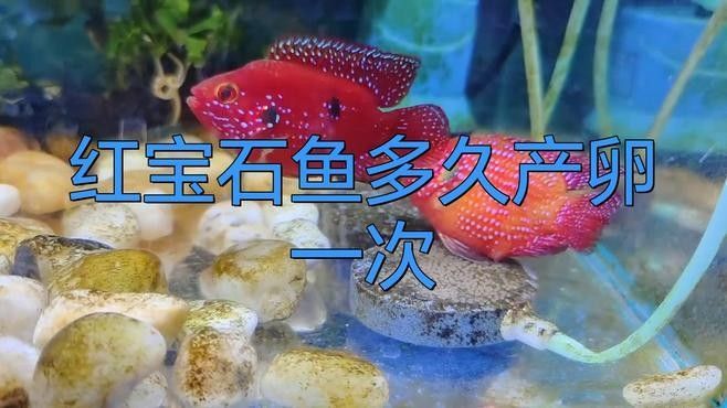 紅寶石魚繁殖期如何護理（紅寶石魚怎么養，紅寶石魚的養殖技巧）