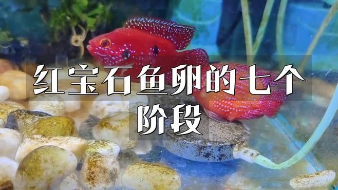 紅寶石魚繁殖期如何護理（紅寶石魚怎么養，紅寶石魚的養殖技巧）