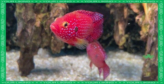 紅寶石魚繁殖期如何護理（紅寶石魚怎么養，紅寶石魚的養殖技巧）