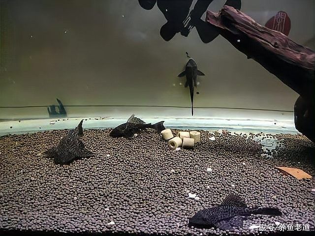龍魚在低溫下如何急救（萌物手札，龍魚低溫急救全攻略）