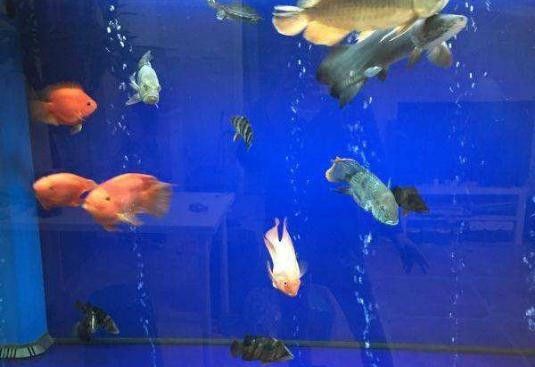 鯊魚和龍魚混養需要多大的缸（養鯊魚和龍魚時，魚缸的大小取決于多種因素） 鯊魚和龍魚混養需要多大的缸（養鯊魚和龍魚時，魚缸的大小取決于多種因素） 龍魚百科 第8張