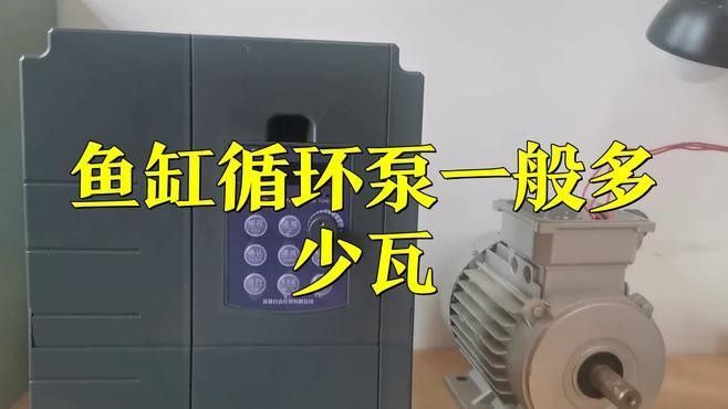 龍魚缸需要多大的功率（決定龍魚缸所需功率的關鍵因素）