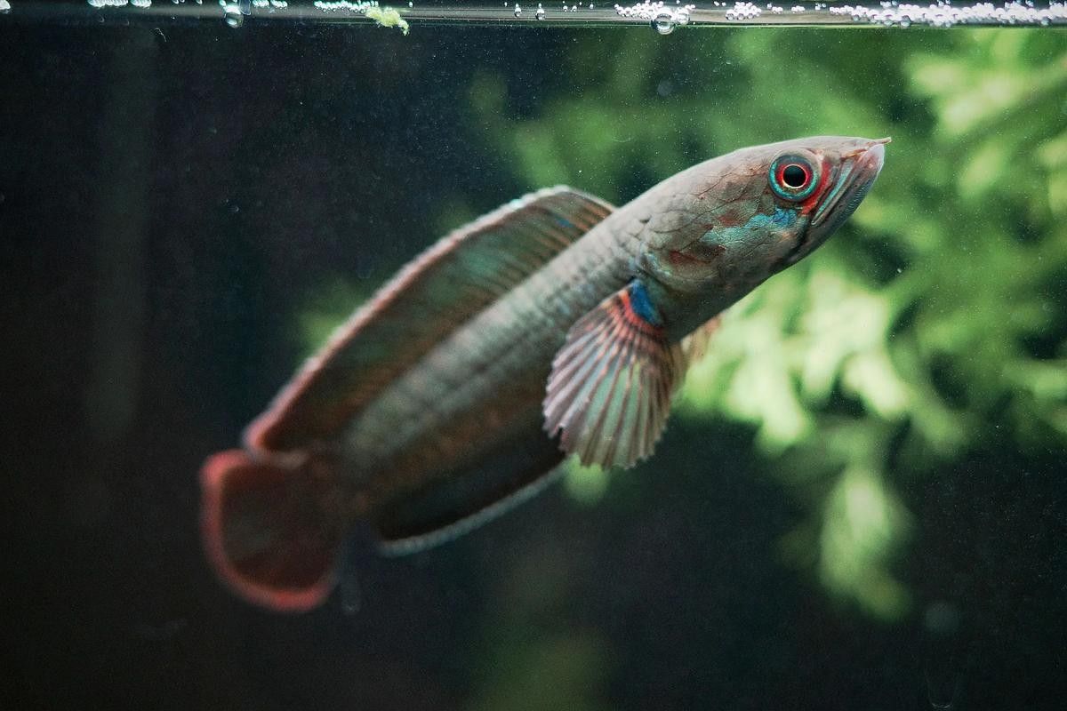如何選擇適合雷龍魚的沉木？（雷龍魚開缸必知）