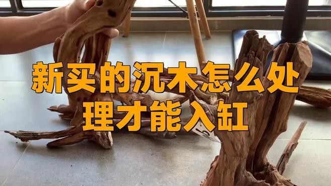 如何選擇適合雷龍魚的沉木？（雷龍魚開缸必知）