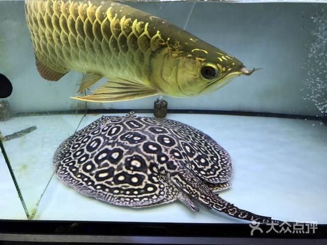 滄州哪個(gè)水族館龍魚好？祥龍魚場(chǎng)龍魚（滄州市祥龍魚場(chǎng)） 滄州哪個(gè)水族館龍魚好？祥龍魚場(chǎng)龍魚（滄州市祥龍魚場(chǎng)） 龍魚百科 第1張